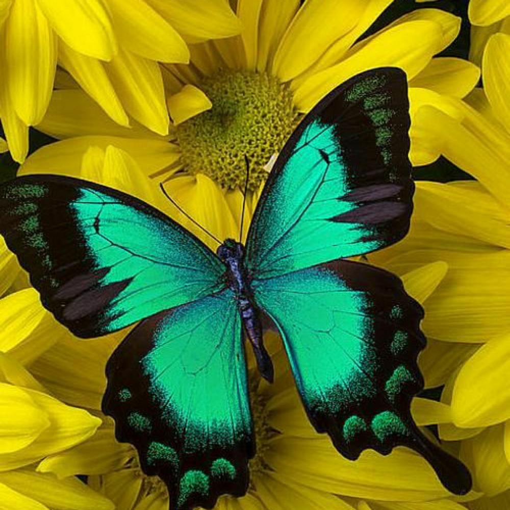 Meet your Posher, Raiynah